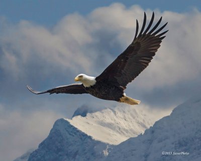 aguila en la montaÃ±a