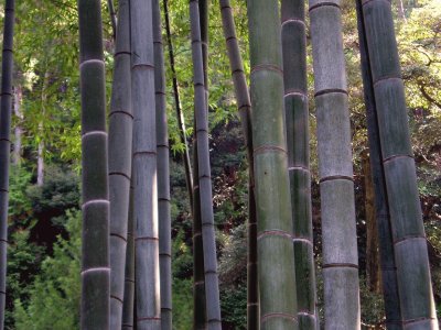 פאזל של Kyoto, Bambus