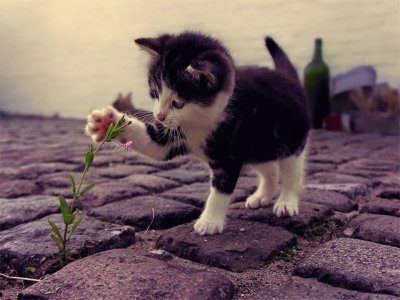 פאזל של kitty with flower