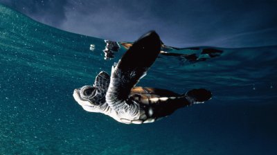 tortuga bebe nadando