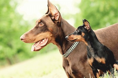 פאזל של pinscher and doberman