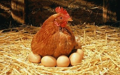 פאזל של gallina empollando