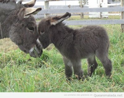 burro bebe con su mama