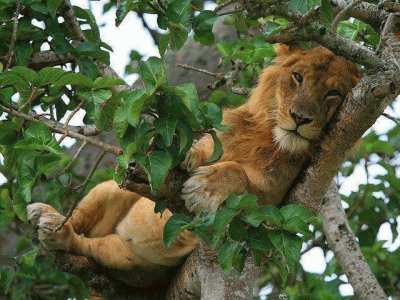 just lion around jigsaw puzzle