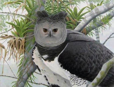 פאזל של harpy eagle