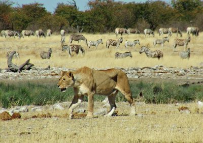 פאזל של Etosha Namibia