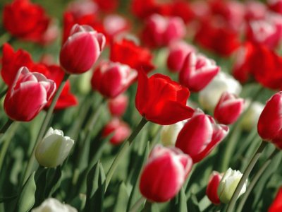 פאזל של Tulipans