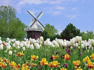 White tulips