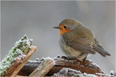 פאזל של Winter