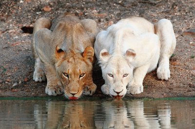 white and brown lions