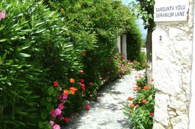 Geranium Lane