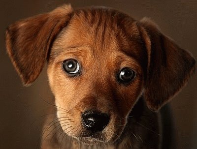brown puppy buzzfeed