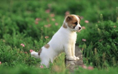 פאזל של perrito en el campo