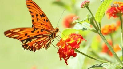 פאזל של Orange Butterfly