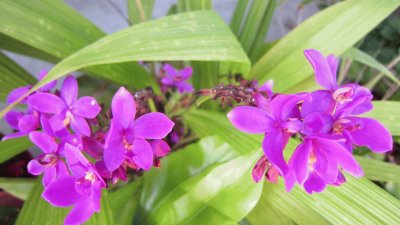 Beautiful Orchid jigsaw puzzle
