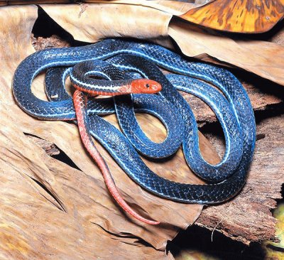 serpente corallo blu