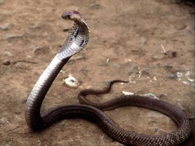 פאזל של cobra