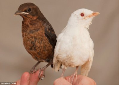 פאזל של White and Brown Wackybirds