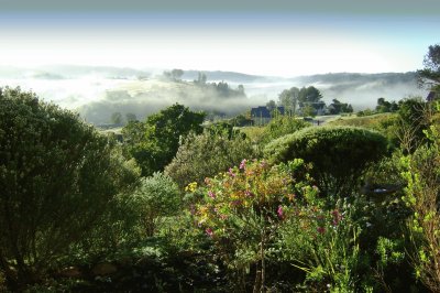 Morning in my garden