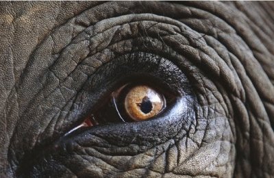 Ojo de elefante jigsaw puzzle