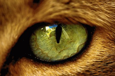 Ojo de gato jigsaw puzzle