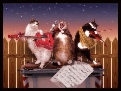 Gatos jigsaw puzzle