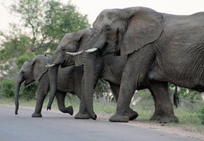 פאזל של 3 elephants