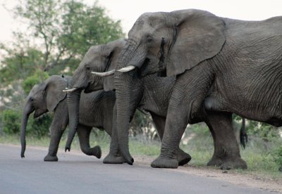 3 elephants