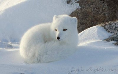 renard blanc