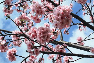 Pink Blossom