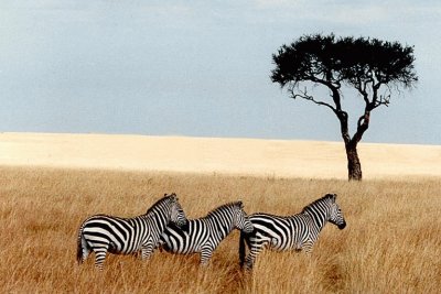 פאזל של Zebra Kalahari