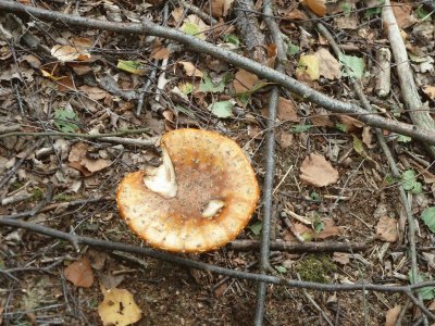 Fungus 1 jigsaw puzzle