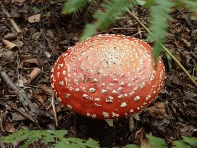 Fungus 2 jigsaw puzzle