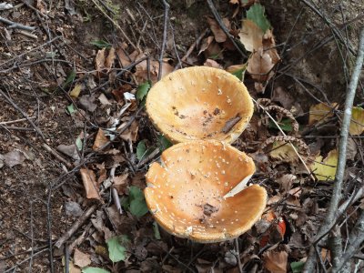 Two fungi