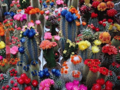 cactus jigsaw puzzle