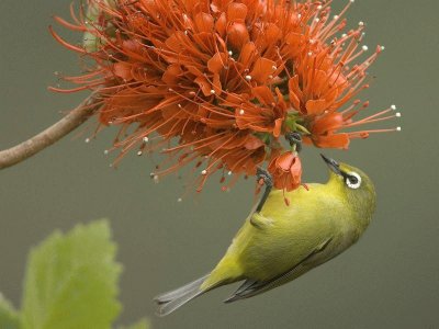 פאזל של pajaro con flores