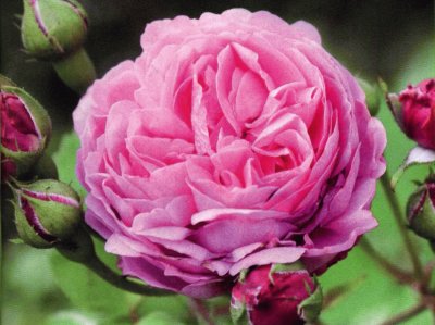 Rosa jigsaw puzzle