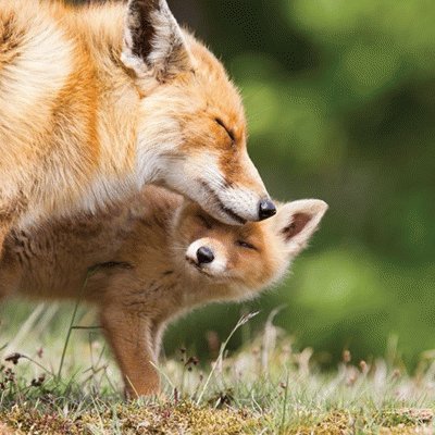 mother fox and baby fox