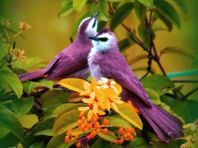 פאזל של purple birds