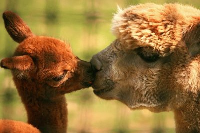 פאזל של alpacas