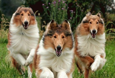 פאזל של collie