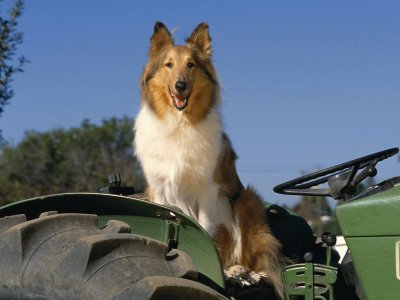 פאזל של collie