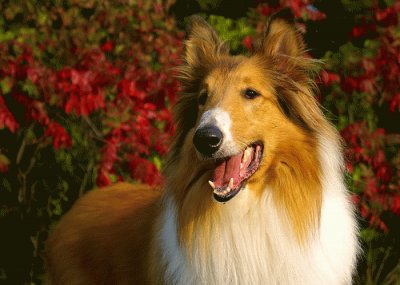 פאזל של collie