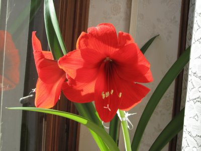 AMARYLLIS