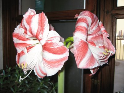 פאזל של AMARYLLIS