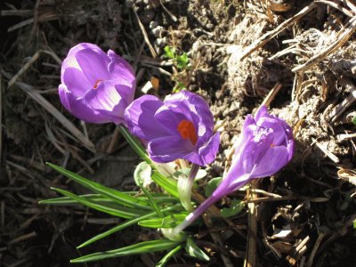 CROCUS jigsaw puzzle