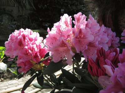 RODODENDRO jigsaw puzzle