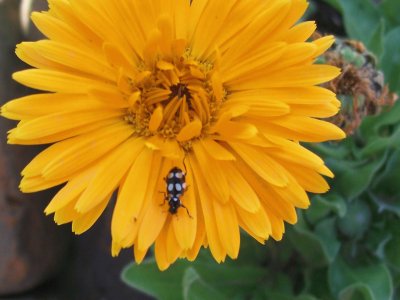 flor naranja