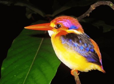 פאזל של colorful kingfisher-40