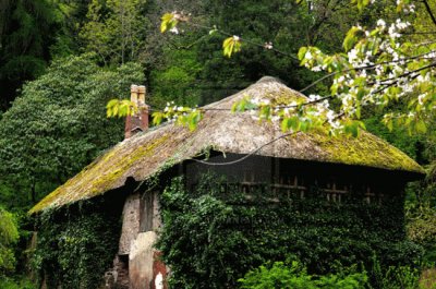 casa nel bosco